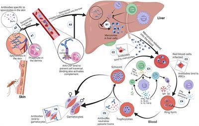 Cytokine gene polymorphisms implicated in the pathogenesis of Plasmodium falciparum infection outcome